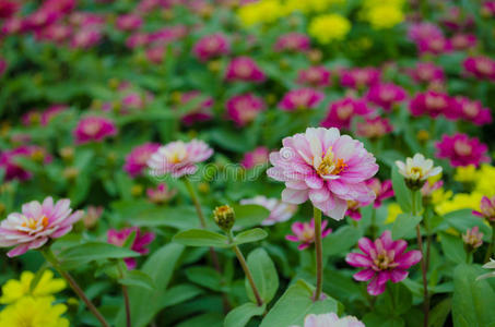 粉红色的百日菊花