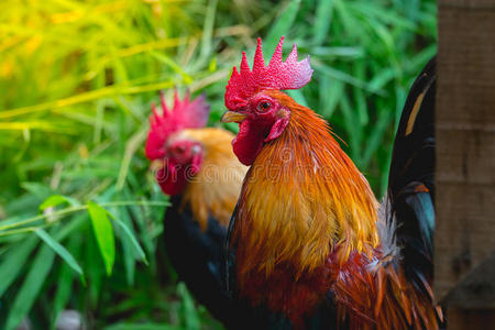 农场 农业 动物 农事 面对 美丽的 家禽 特写镜头 食物