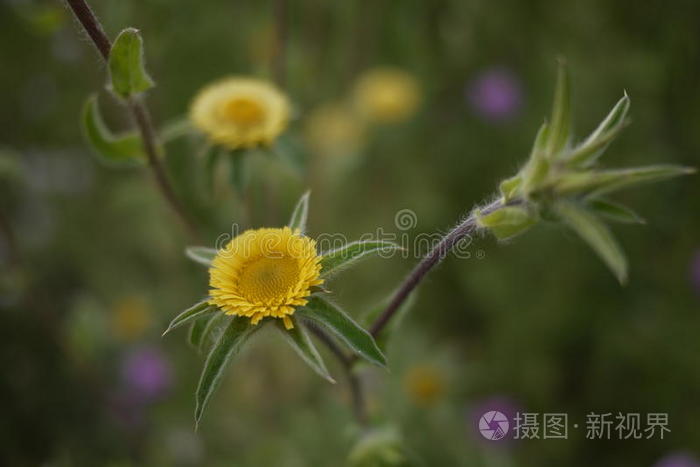 树叶 花瓣 短的 芥末 西班牙语 春天 愤怒