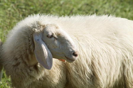软的 羊毛 面对 育种 长的 动物 意大利 耳朵 春天 鼻子