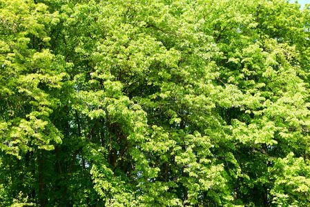 绿叶在树枝上特写为背景，美丽的春天森林景观在明亮的日子