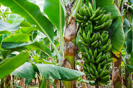 香蕉树有一串生长的香蕉