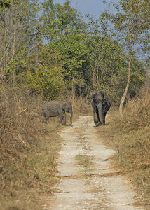 森林小径上的大象