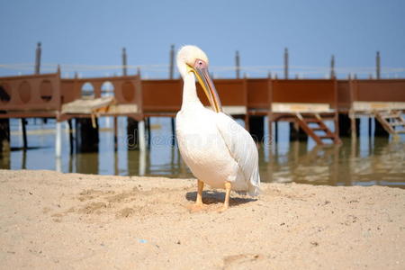 眼睛 海鸟 海滩 动物群 海岸 海洋 肖像 伟大的 羽毛