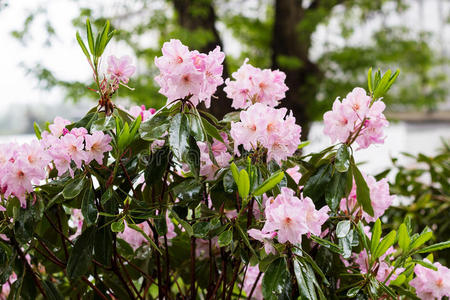 粉红杜鹃花