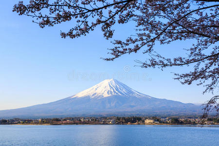 盛开 花蜜 日本 早晨 特写镜头 美丽的 开花 攀登 自然