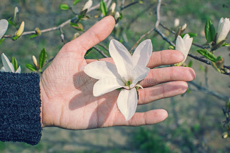 玉兰花盛开