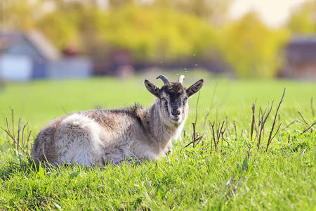 山羊躺在阳光明媚的草地上打盹