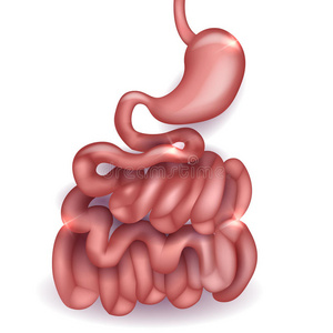 面筋 身体 解剖学 十二指肠 胃肠道 组织学 艺术 健康
