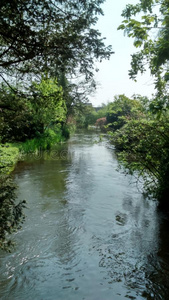 池塘 雨林 沼泽 生物群系 风景 反射 河道 运河 美丽的