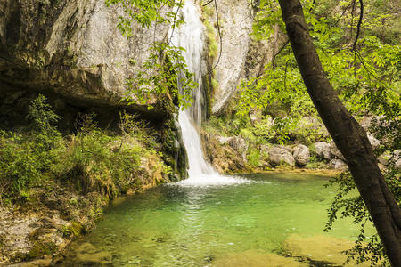 植物 树叶 奥利亚 公司 森林 流动的 运动 风景 奥林巴斯