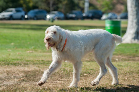 长的 朋友 犬科动物 乐趣 宠物 得到 史毕诺犬 穿过 公园