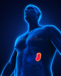解剖学 腹部 人类 横膈膜 肌肉 胸部 医学 生物学 健康