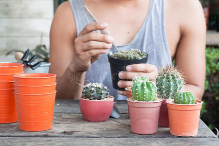 木制桌子上盆栽植物中的园艺仙人掌