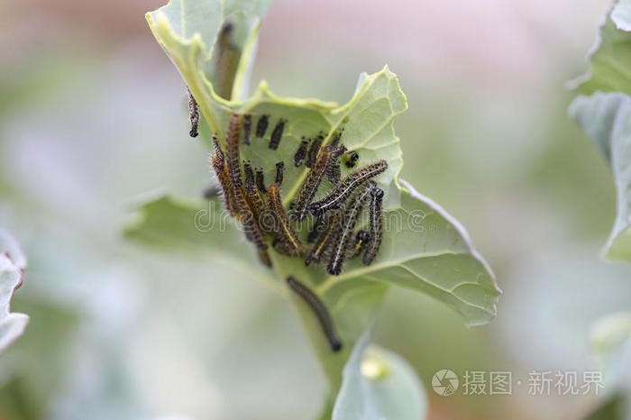 白蝶毛虫照片 正版商用图片1y4ehs 摄图新视界