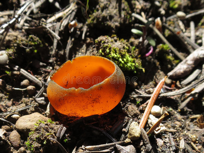 森林 染色 蘑菇 富根 自然 植物 杯子 状态 华盛顿 春天