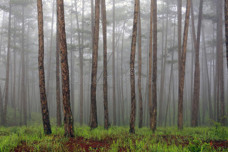 神奇的雾林和松树