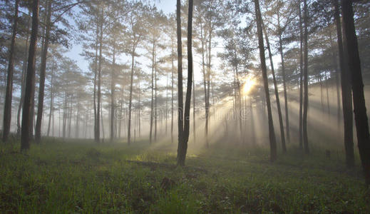 奇妙的雾森林与光线和阳光