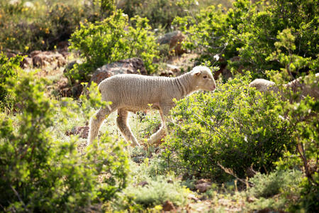 羔羊 哺乳动物 动物 夏天 宝贝 牲畜 羊毛 新的 农业