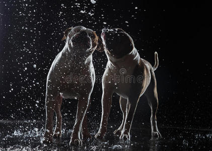 美国斗牛犬，狗在水里的运动