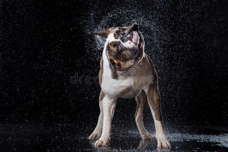 美国斗牛犬，狗在水里的运动