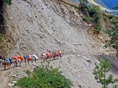 驴队走在悬崖边，安娜普尔纳徒步旅行