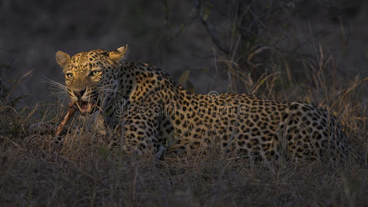 危险的 非洲 美丽的 黑豹 猫科动物 动物 面对 哺乳动物