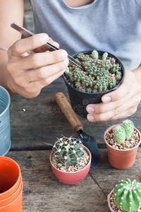 木制桌子上盆栽植物中的园艺仙人掌