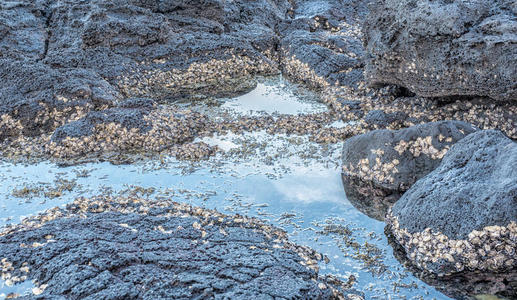 藻类 植物 岩石 公司 岩草 生活 海岸 海洋 贝类 团聚体