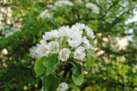 苹果花背景。 树枝上有白色盛开的苹果花