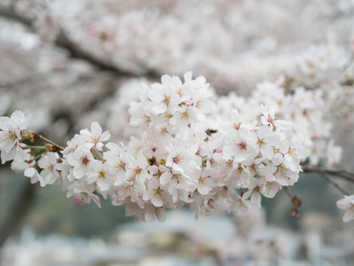 美丽的樱花花