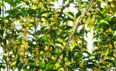 自然 阳光 桂花 熏香 气味 花束 植物 米色 橄榄 灌木