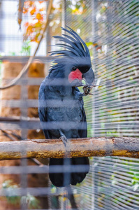 伟大的黑色鹦鹉坐在波多黎各的树枝上