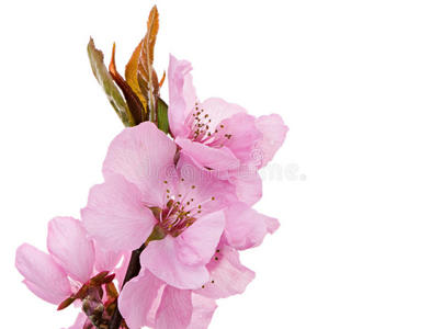 花儿 开花 雌蕊 花的 粉红色 花粉 盛开 春天 花瓣 花药