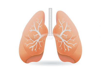 气道 图表 氧气 卡通 腹部 胸部 器官 癌症 人类 插图
