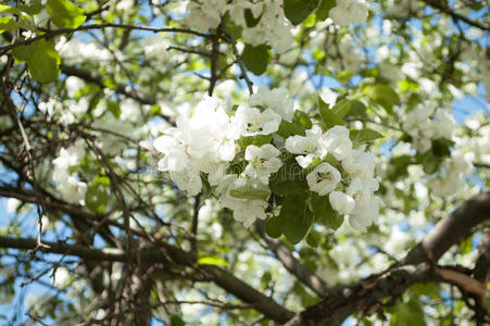 盛开的苹果树花