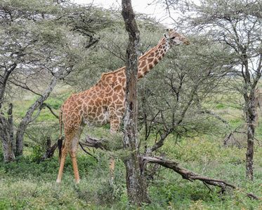 坦桑尼亚 树叶 马赛 非洲 长颈鹿 塞伦盖蒂 站立 食草动物