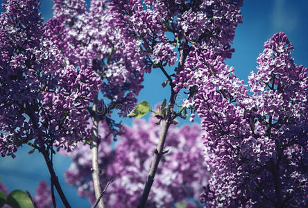 紫丁香花