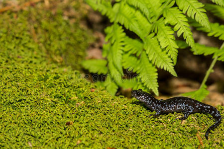 绿色蝾螈图片