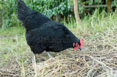 黑色澳大利亚肉鸡