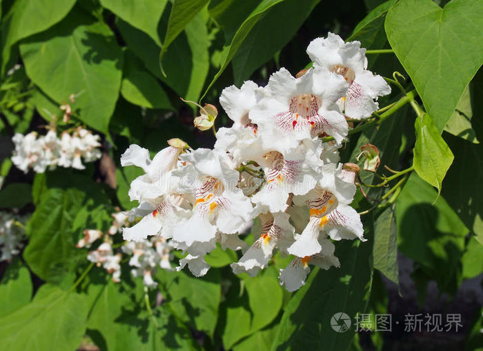 梓树的花和叶子照片 正版商用图片1y6ic5 摄图新视界