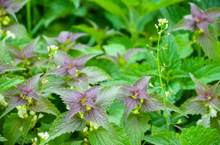 草本植物 生长 树叶 自然 领域 草药 植物学 草地 特写镜头