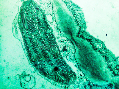 肉细胞植物细胞中的叶绿体照片
