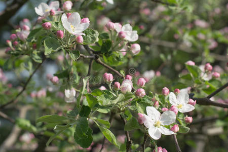 苹果树春天开花的枝条