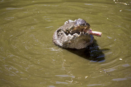 鳄鱼在吃肉照片