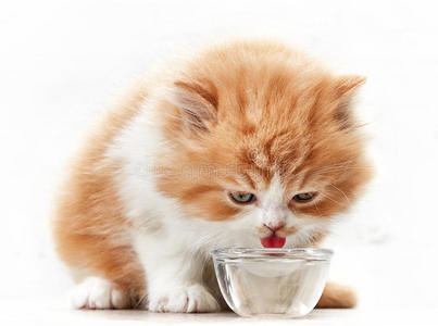 漂亮的小猫喝水