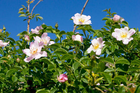 植物学 草本植物 犬齿 罗莎 花的 夏天 树叶 颜色 盛开