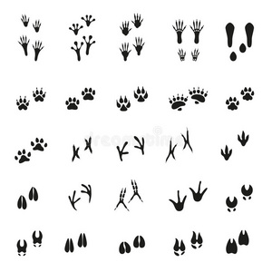 各种鸟类脚印图片
