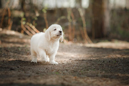 毛皮 幼犬 自然 纯种 头发 外部 肖像 草地 毛茸茸的