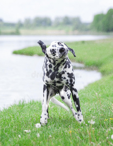 可爱的狗在艾尔河或湖里游泳后摇下水